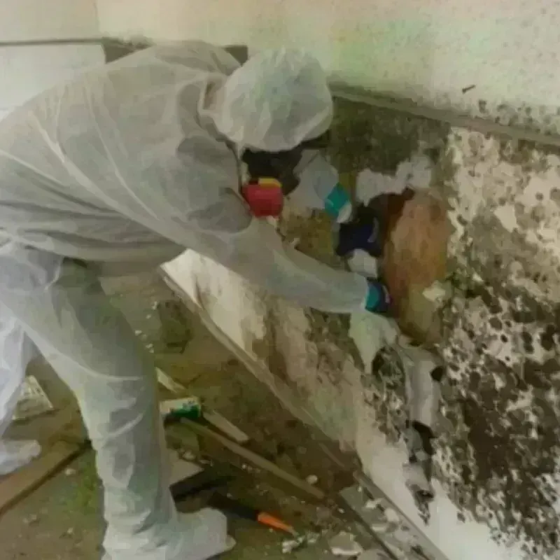 Mold Remediation and Removal in Comanche, TX